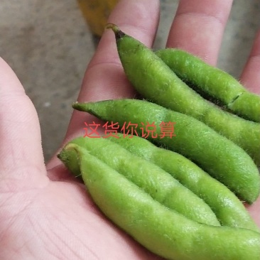 毛豆大量上市