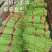 长豆角