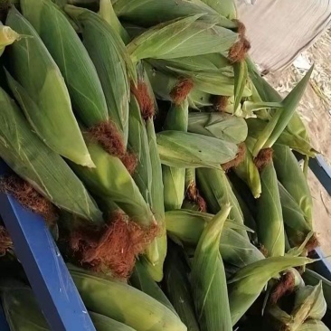鲜玉米