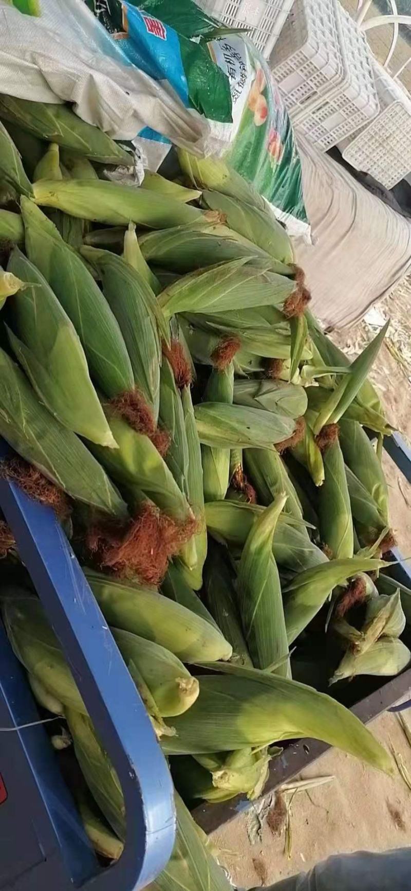 鲜玉米