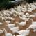 三花鹅苗一千只包运送免费技术指导包回收签订养殖合同