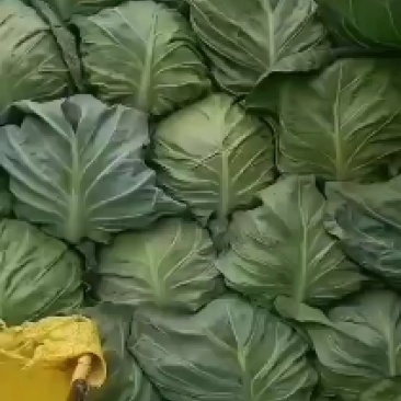 精品甘蓝大量有货