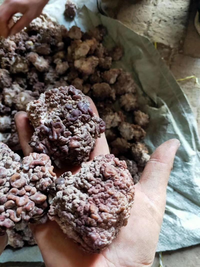 特色食材猴脑菌核桃菌海参菇干鲜货批发产地直销价格优惠