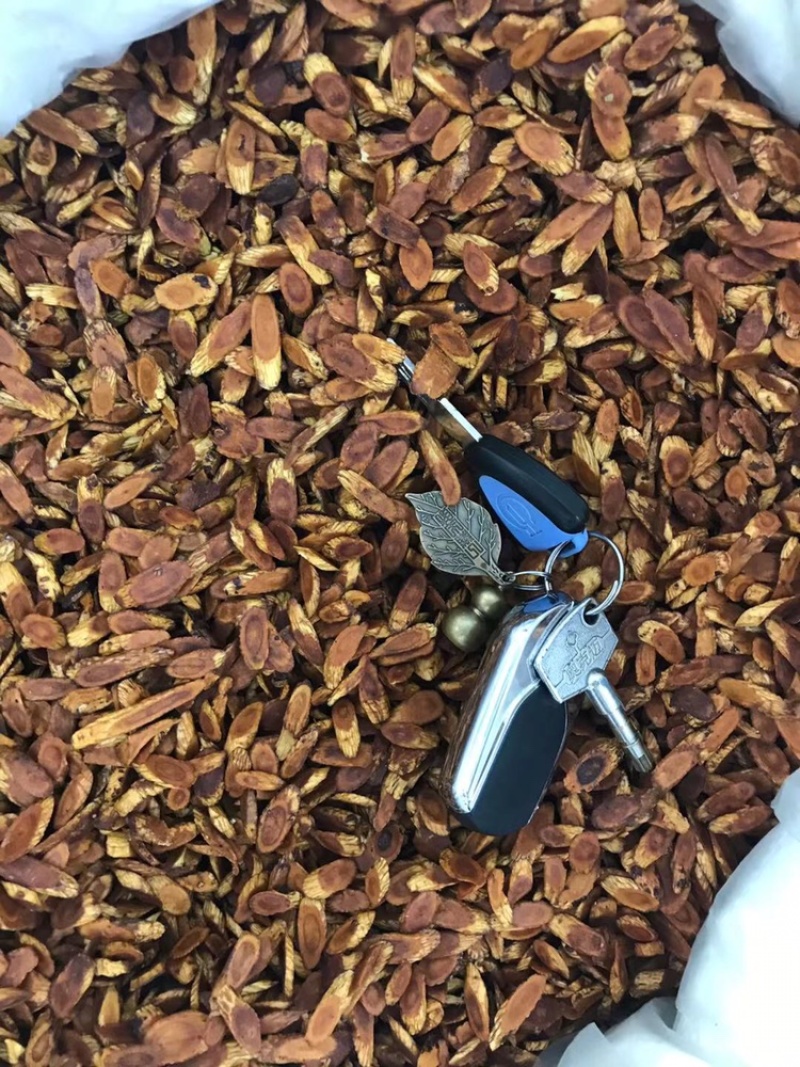 炙黄芪蜜炙黄芪泡水蜜炙黄芪片制黄芪蜜炒黄芪陇西黄芪