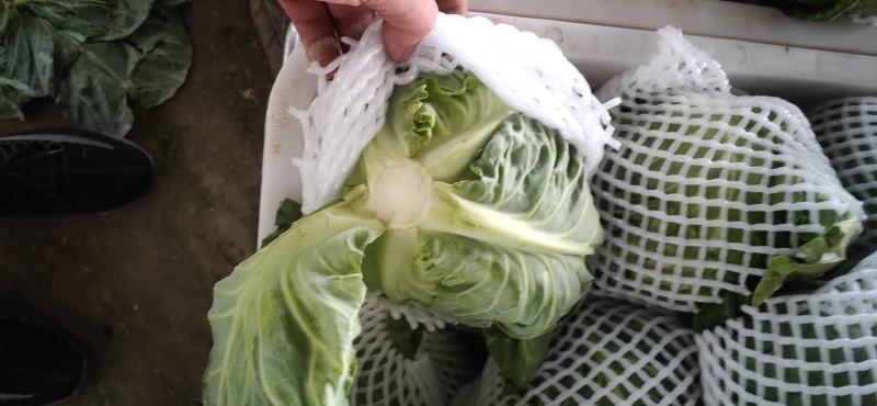 精品甘蓝
