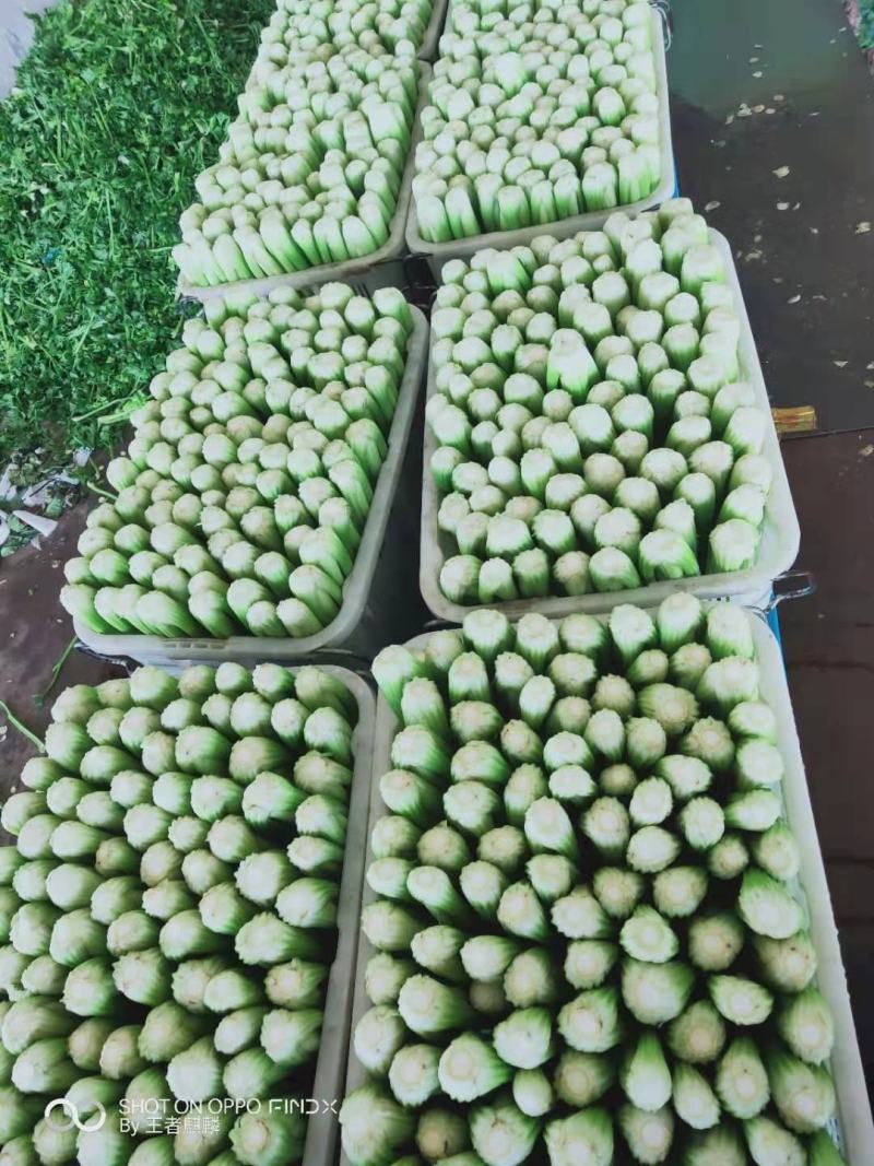 精品西芹