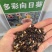 向日葵种子观赏向日葵【多彩向日葵种子】批发红花向日葵