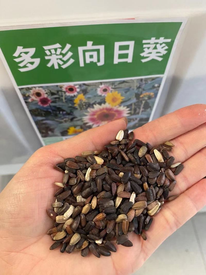 向日葵种子观赏向日葵【多彩向日葵种子】批发红花向日葵