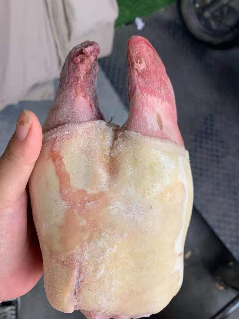 【实力推荐】牛蹄牛掌，半去骨牛蹄，去骨牛蹄，各种规格