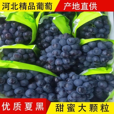 夏黑葡萄，河北大量供应，葡萄基地，质量保证