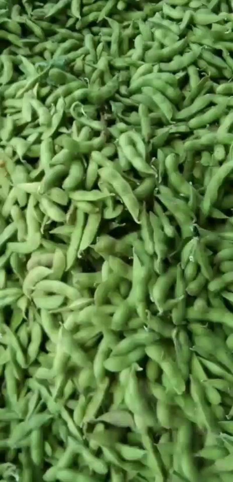 邳州市翠绿宝毛豆