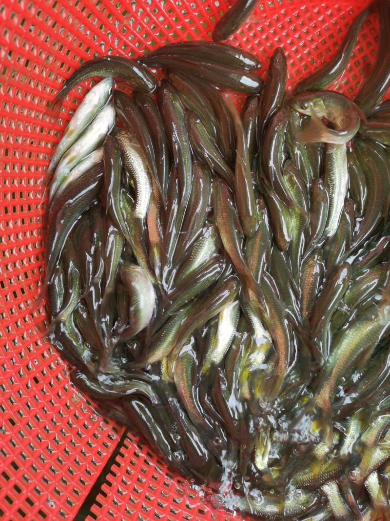 青鱼苗、螺丝鱼苗、黑鲩鱼苗、基地直供，全国发货