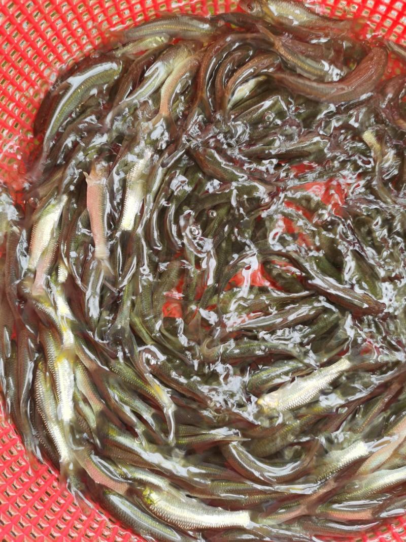 青鱼苗、螺丝鱼苗、黑鲩鱼苗、基地直供，全国发货