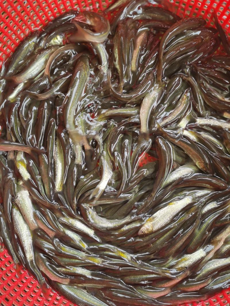 青鱼苗、螺丝鱼苗、黑鲩鱼苗、基地直供，全国发货