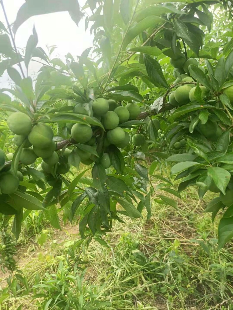 青脆李，红脆李，