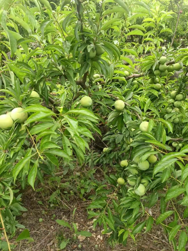 青脆李，红脆李，