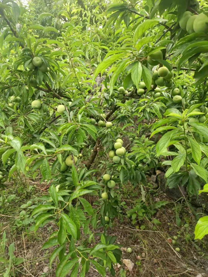 青脆李，红脆李，