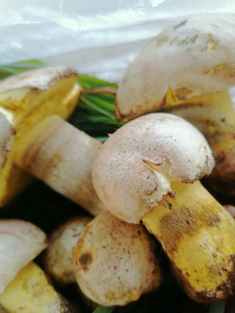 云南野生菌