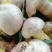云南野生菌