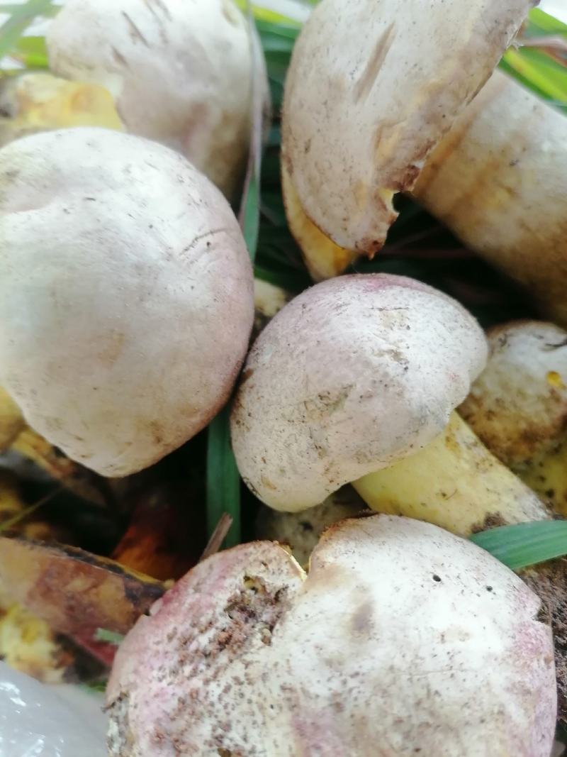 云南野生菌