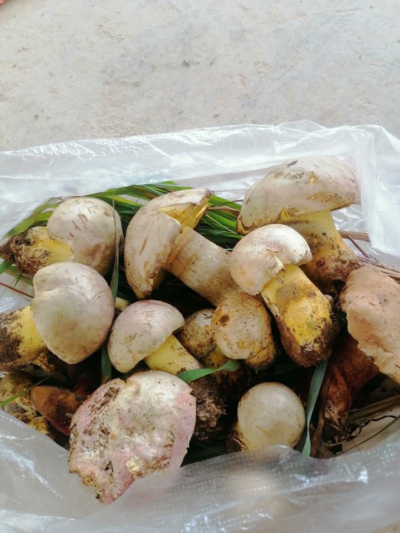 云南野生菌