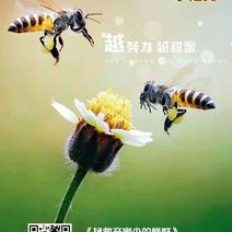 中华蜜蜂蜂群，优质蜂王