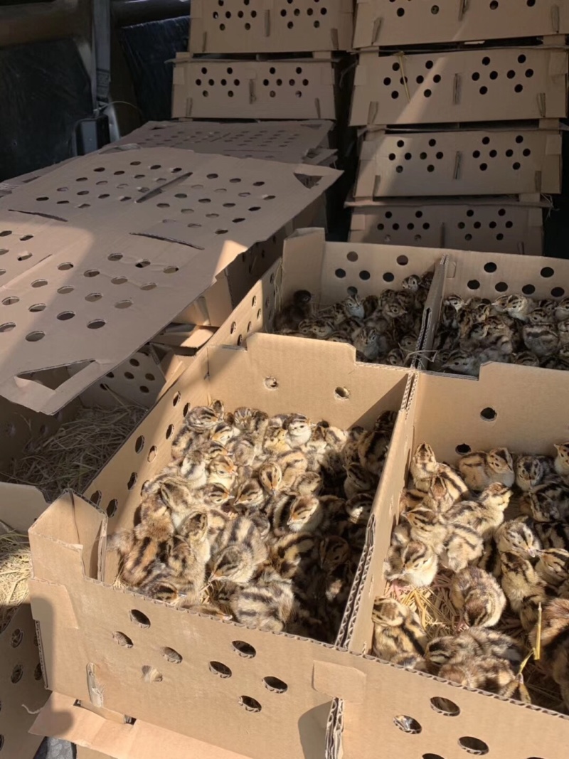 七彩山鸡苗野鸡苗人工饲养全国发货成活率高