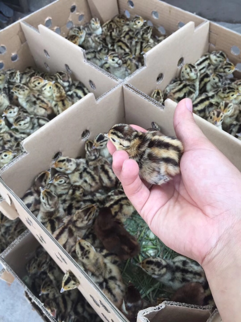 七彩山鸡苗野鸡苗人工饲养全国发货成活率高