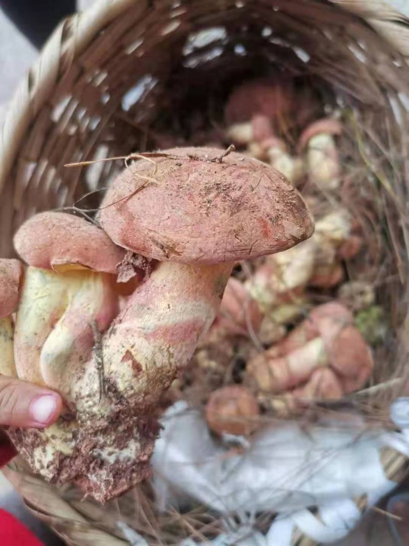 云南野生菌