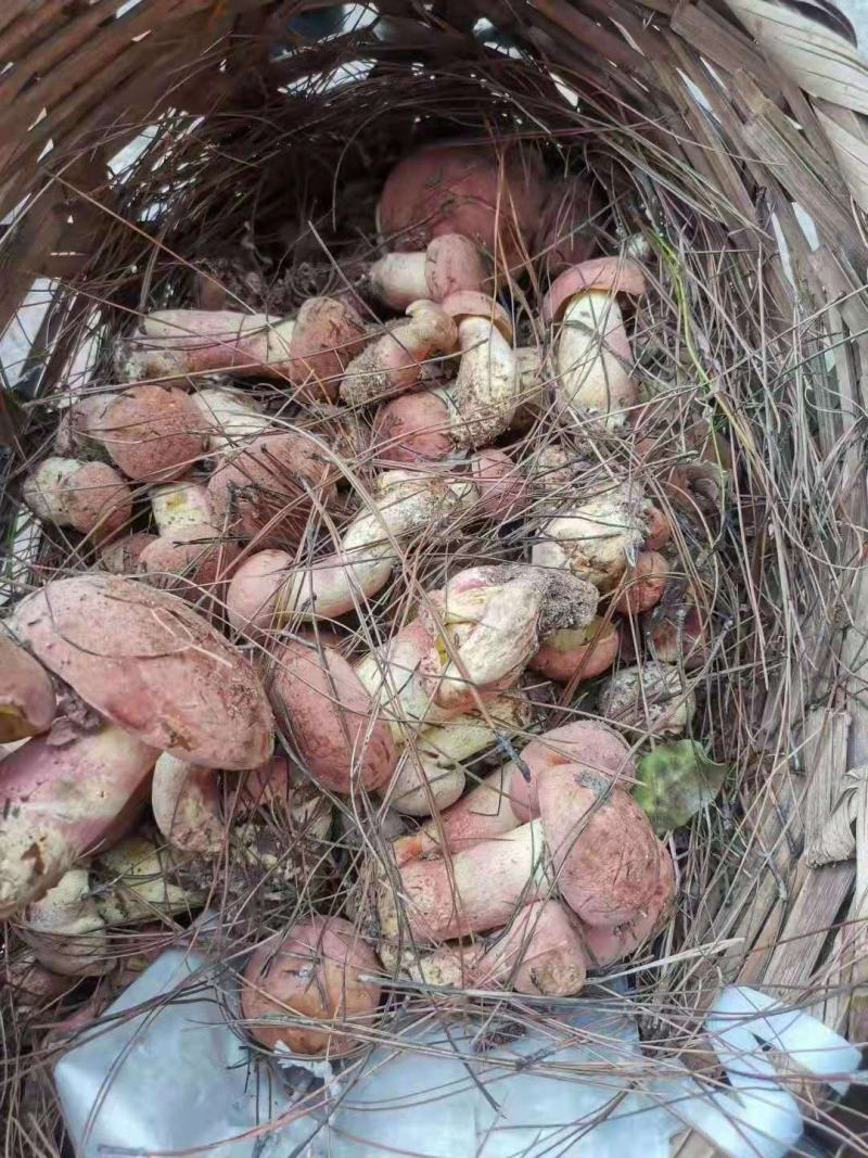 云南野生菌
