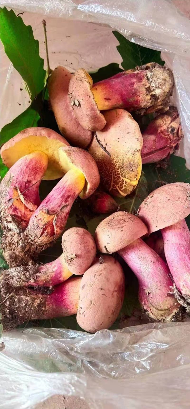 云南野生菌