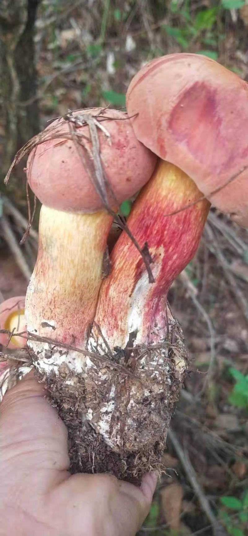 云南野生菌