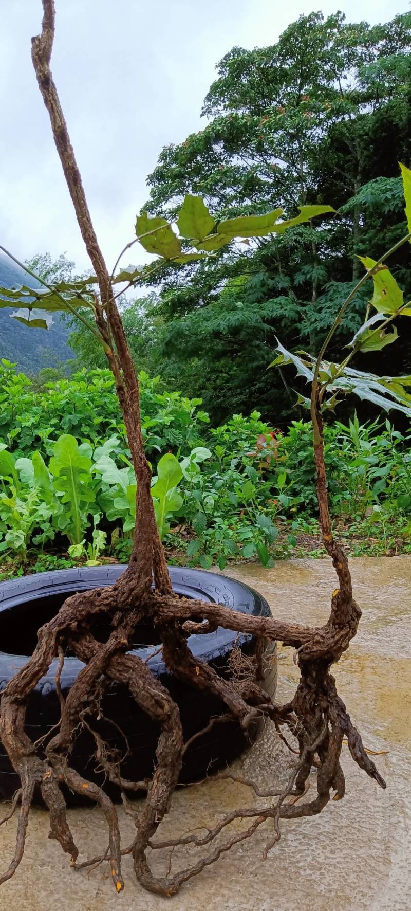 十大功劳刺黄连下山老桩