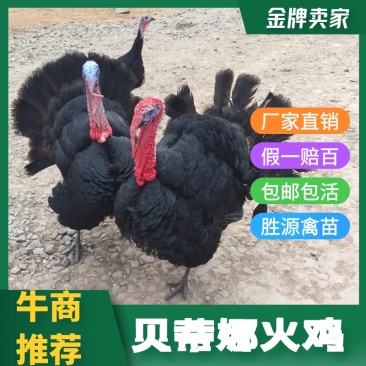 贝蒂娜火鸡苗火鸡苗青铜火鸡脱温出壳苗全国发货
