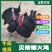 贝蒂娜火鸡苗火鸡苗青铜火鸡脱温出壳苗全国发货