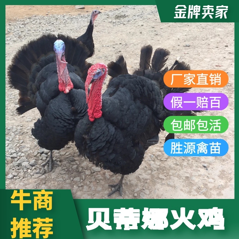 贝蒂娜火鸡苗火鸡苗青铜火鸡脱温出壳苗全国发货