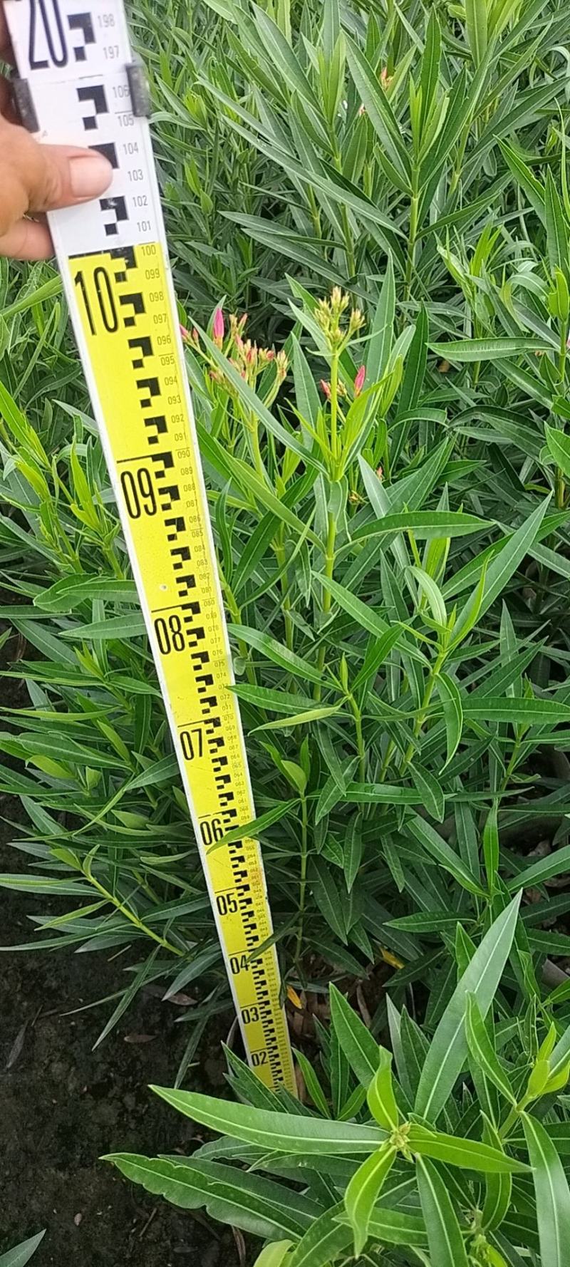 大量基地一手货源直供夹竹桃
