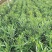 大量基地一手货源直供夹竹桃