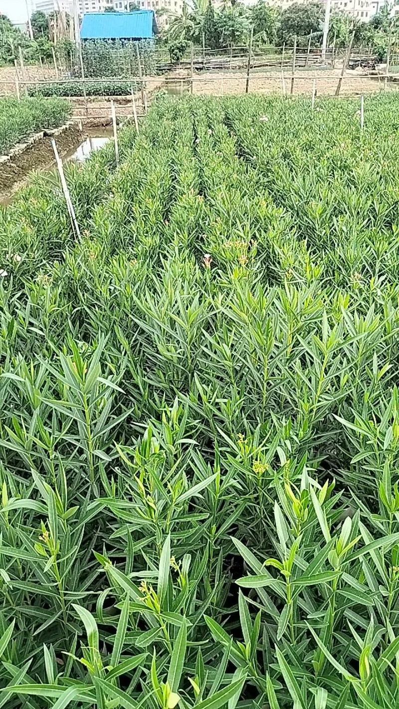 大量基地一手货源直供夹竹桃