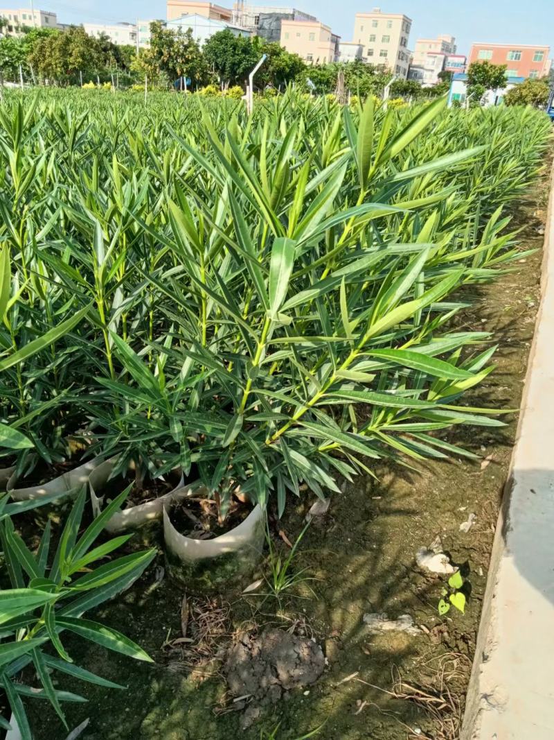 大量基地一手货源直供夹竹桃