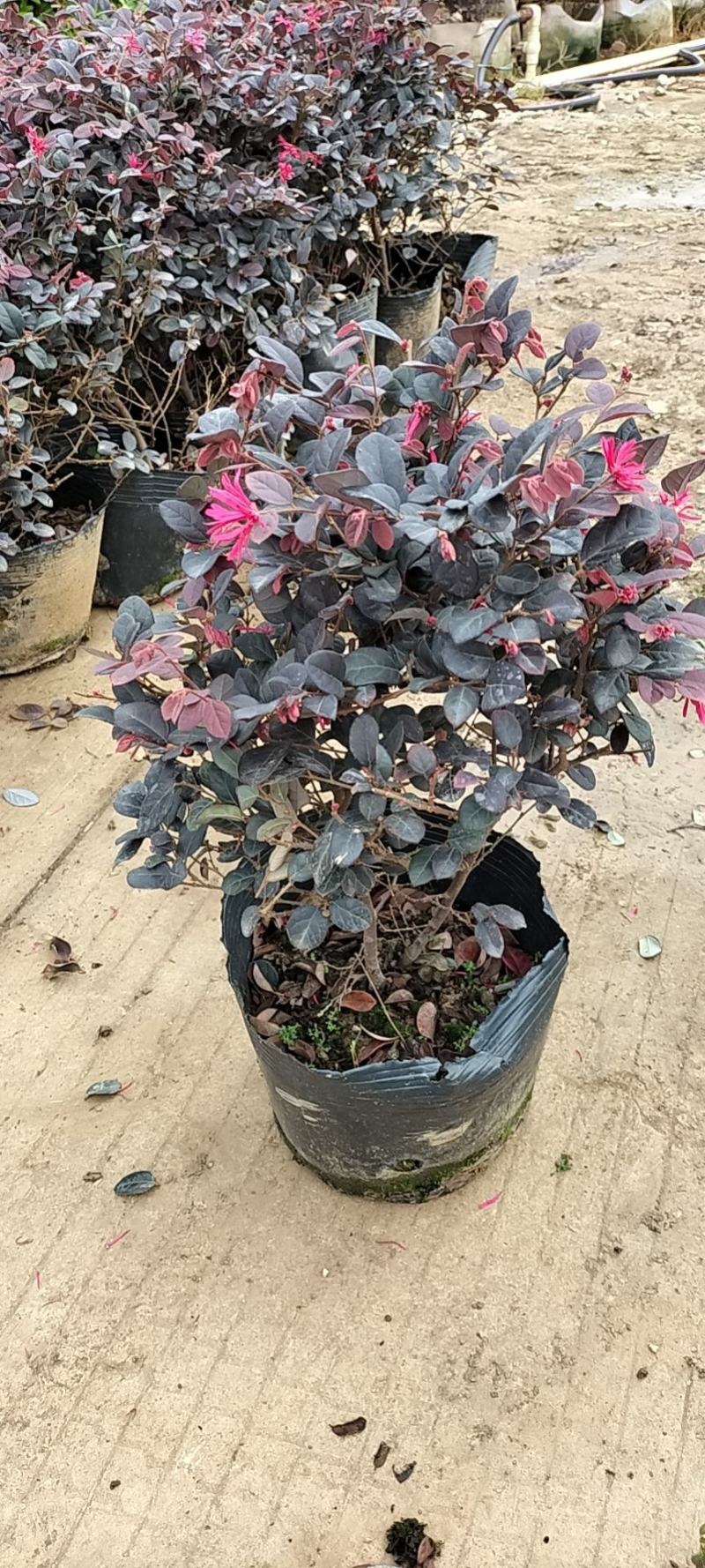 基地直供大量供应红花继木苗