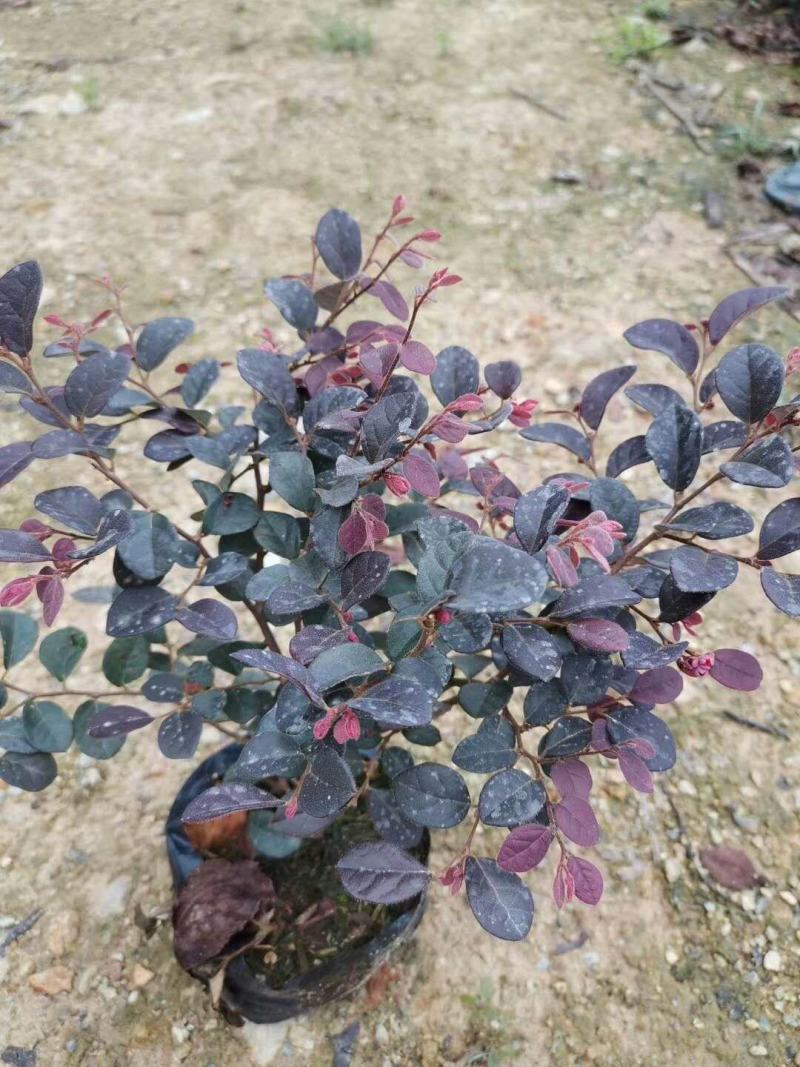 基地直供大量供应红花继木苗