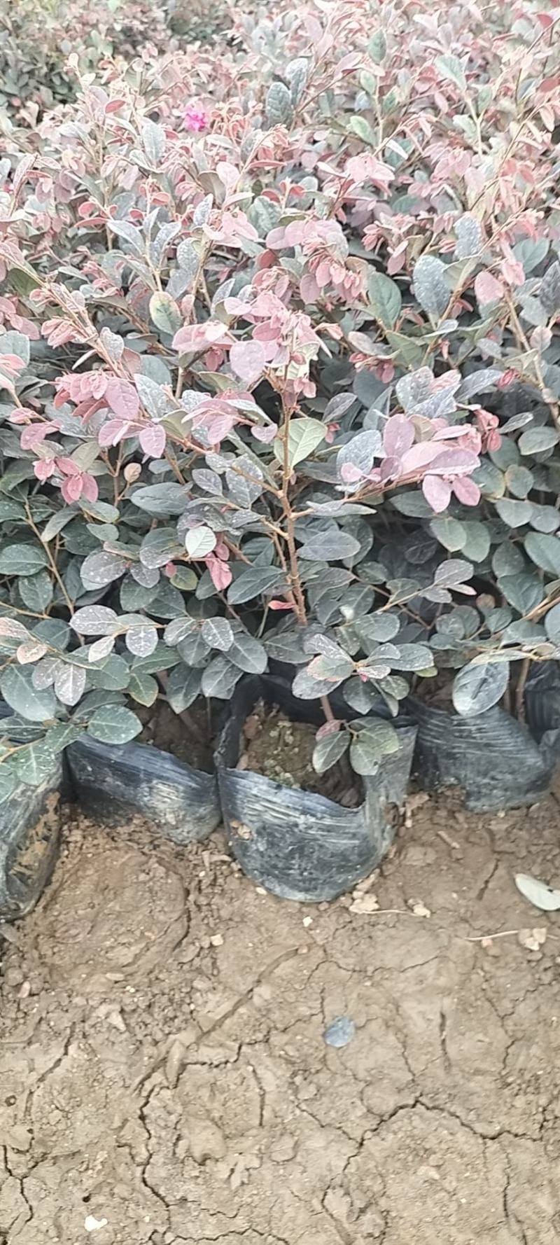 基地直供大量供应红花继木苗