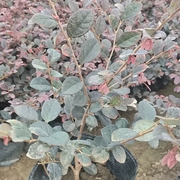 基地直供大量供应红花继木苗
