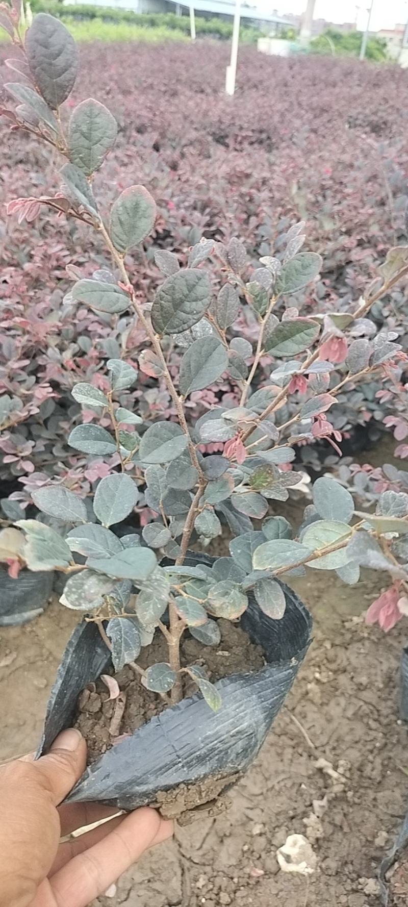 基地直供大量供应红花继木苗