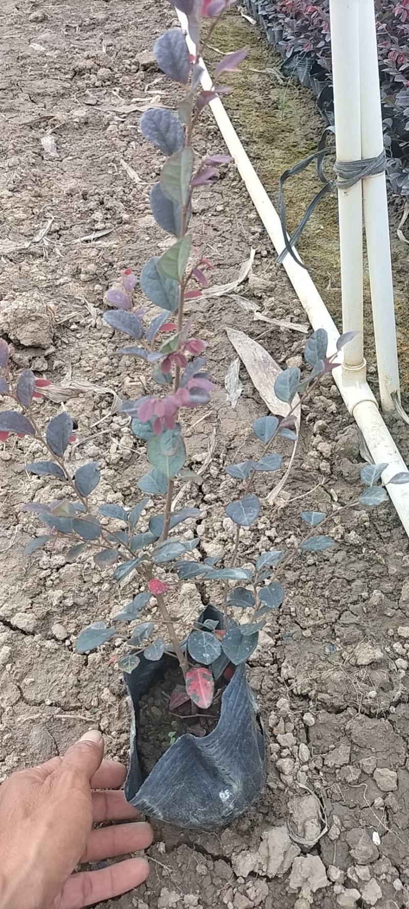 基地直供大量供应红花继木苗