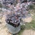 基地直供大量供应红花继木苗