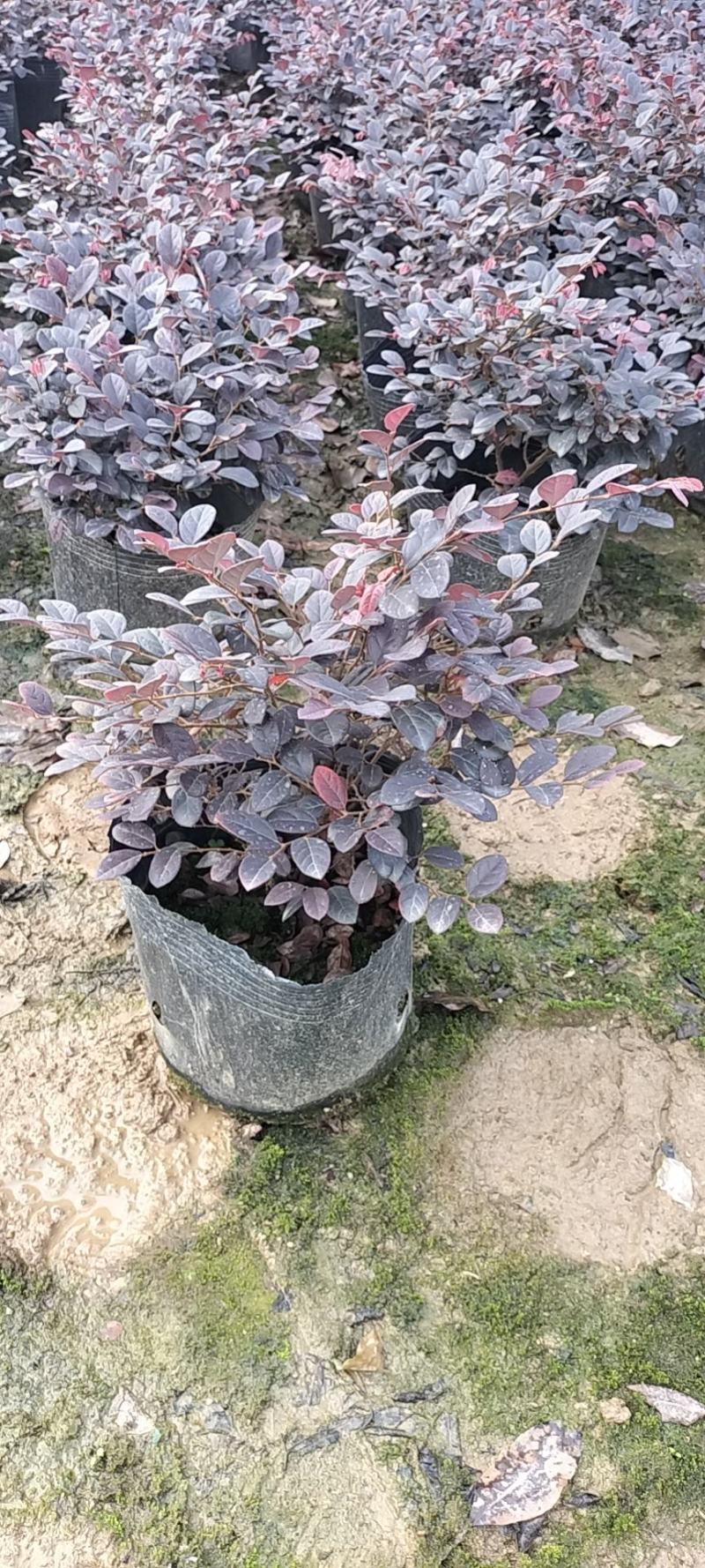 基地直供大量供应红花继木苗