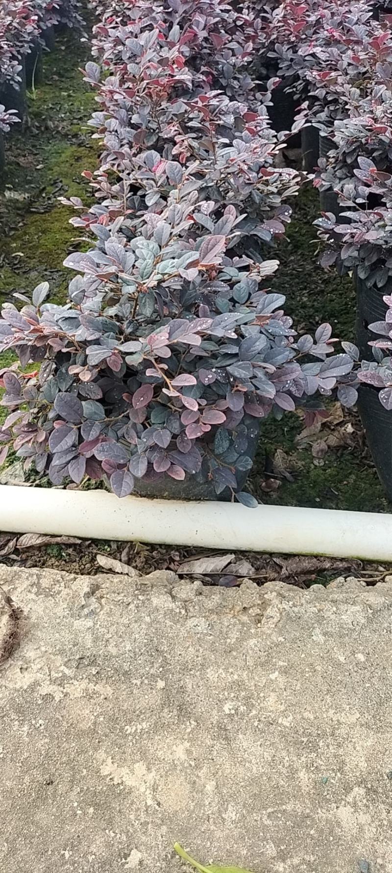 基地直供大量供应红花继木苗