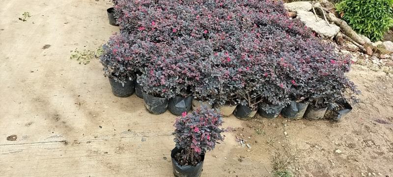 基地直供大量供应红花继木苗